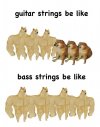 guitar strings vs bass strings.jpg
