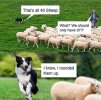 sheep rounded up.jpg