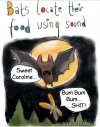 bats locate food using sound.jpg