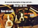 accurate_description_for_dogs_and_cats (1).jpg