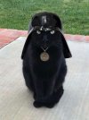 darth_kitteh.jpg