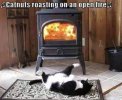 catnuts roasting.jpg