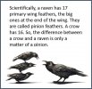 crow vs raven.jpg