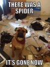 11-Arachnophobic-Dog.jpg